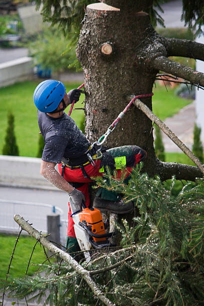 Best Tree Preservation Services  in Val Verde, CA